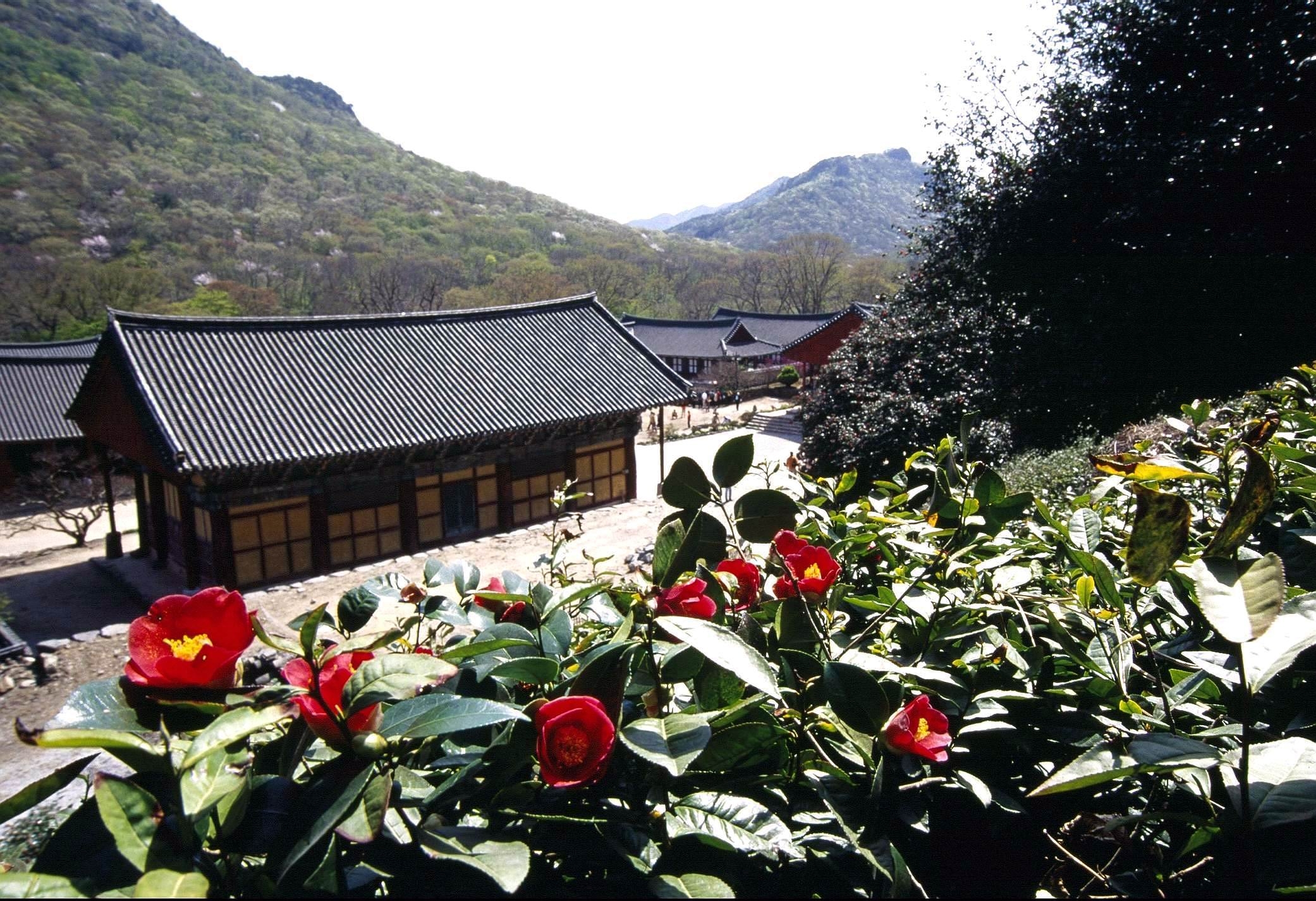 선운사동백숲(설명회).JPG