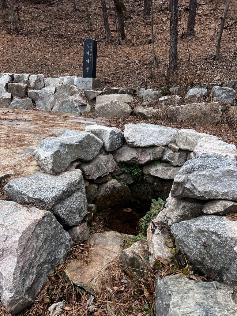 1. 명매기샘.JPG
