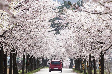 화산마을 벚꽃터널