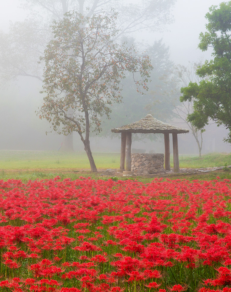 the misty flower bowl of Seonunsan Mountain